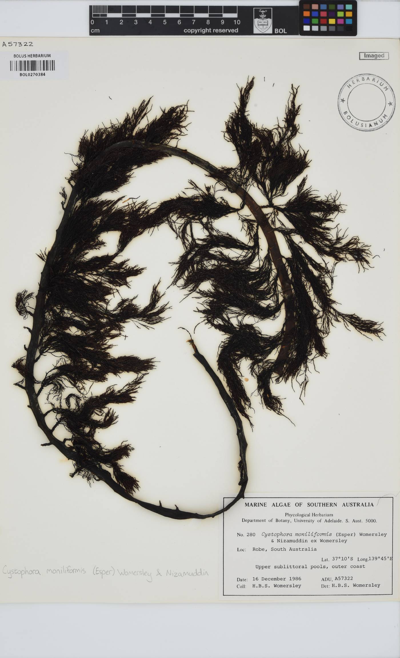 Cystophora image