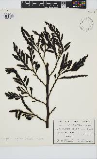 Image of Cystophora platylobium