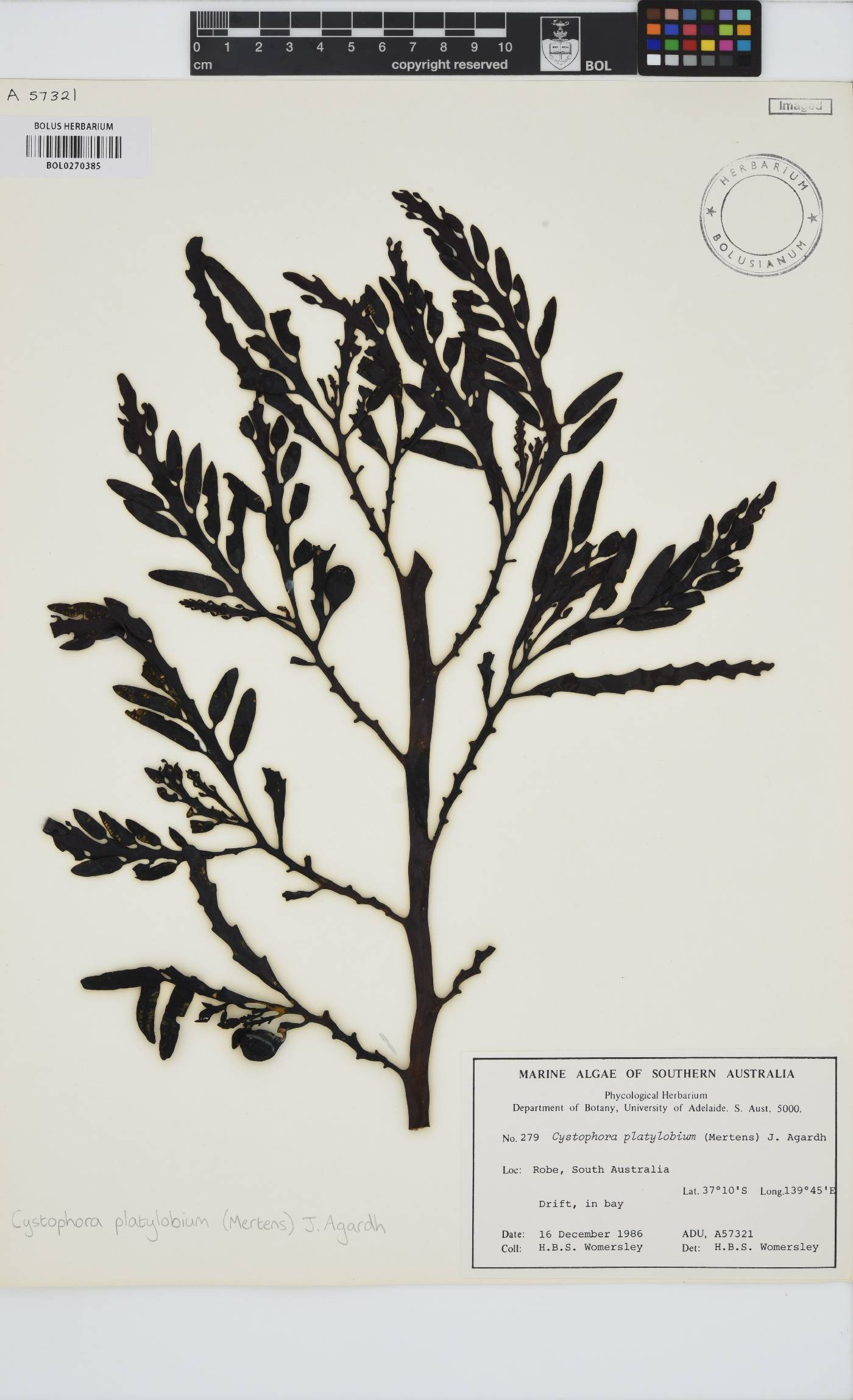 Cystophora platylobium image