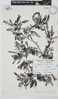 Image of Cystophora racemosa