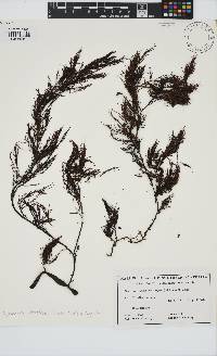 Cystophora retroflexa image