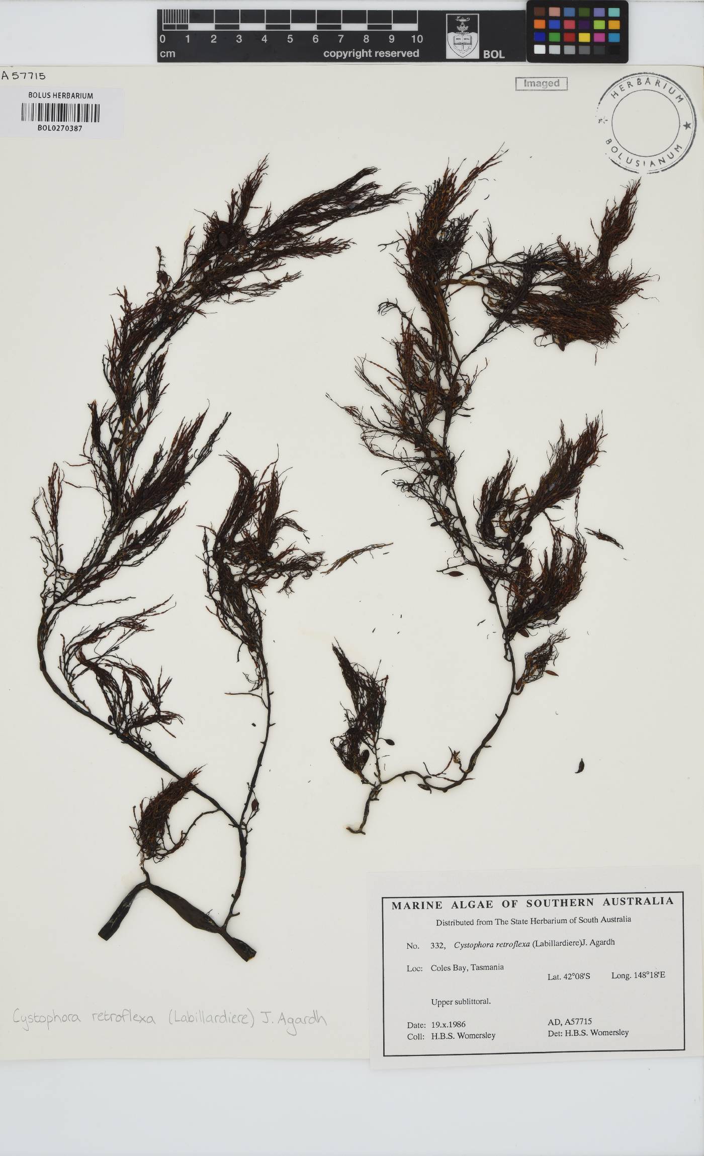Cystophora retroflexa image