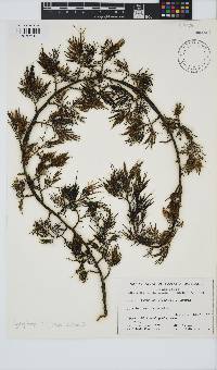 Image of Cystophora siliquosa