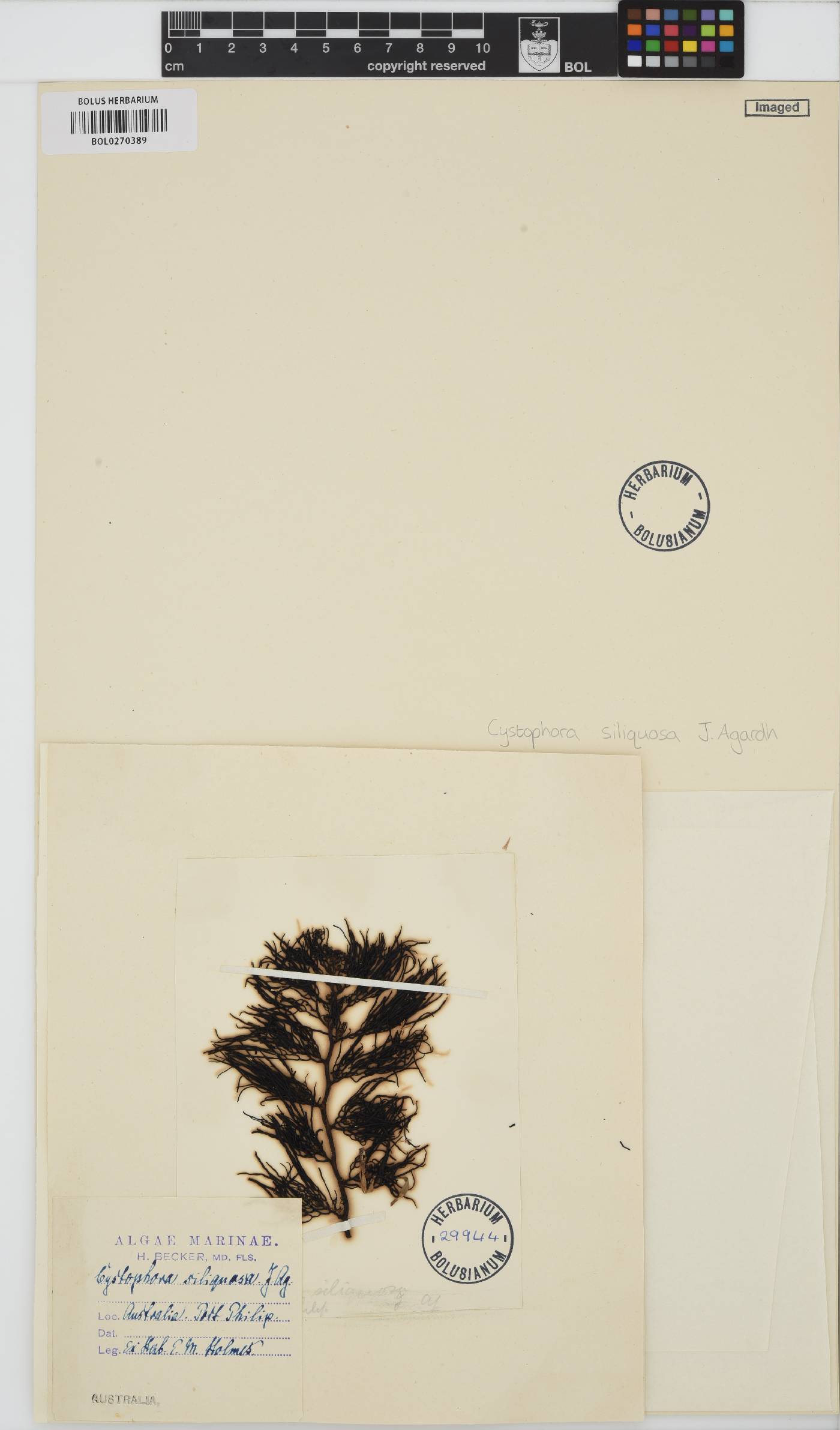 Cystophora siliquosa image