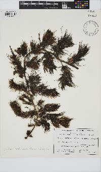 Image of Cystophora subfarcinata