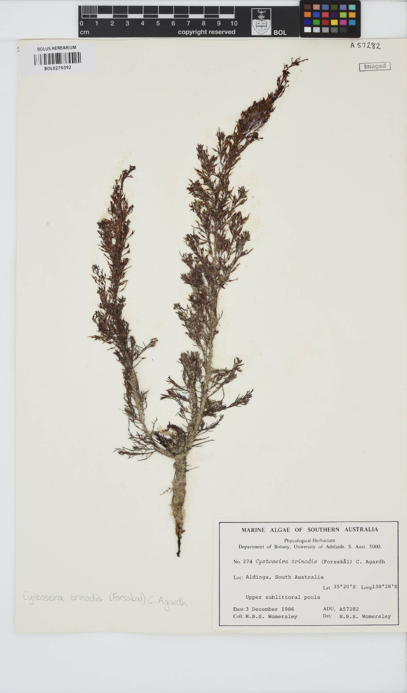 Sirophysalis trinodis image