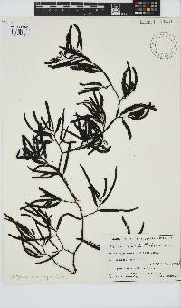 Image of Cystophora xiphocarpa