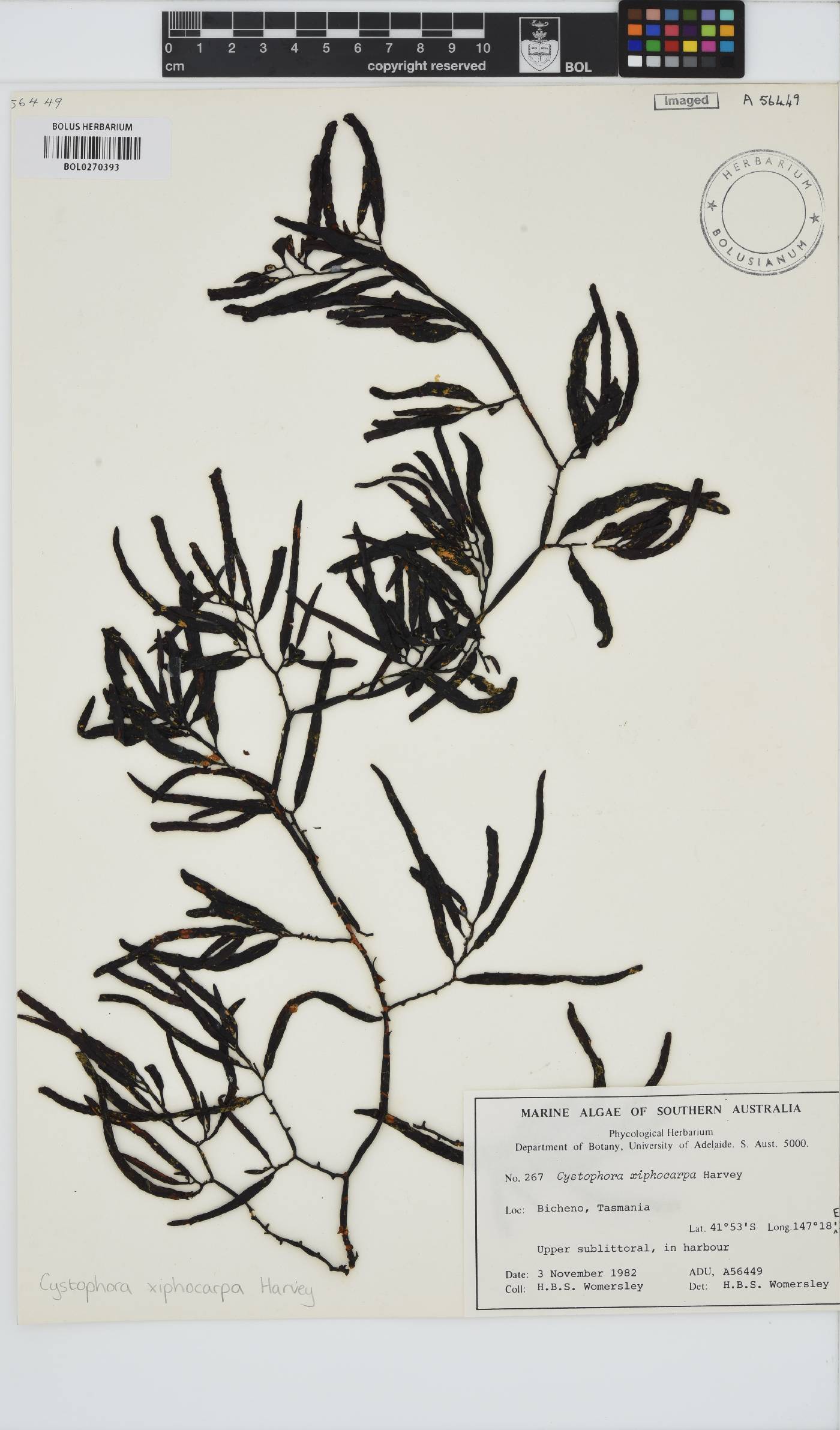 Cystophora xiphocarpa image