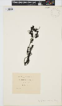 Image of Sargassum fusiforme