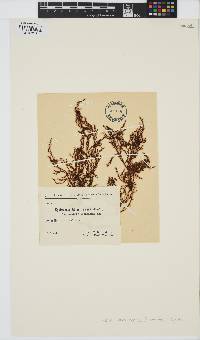 Image of Gongolaria abies-marina