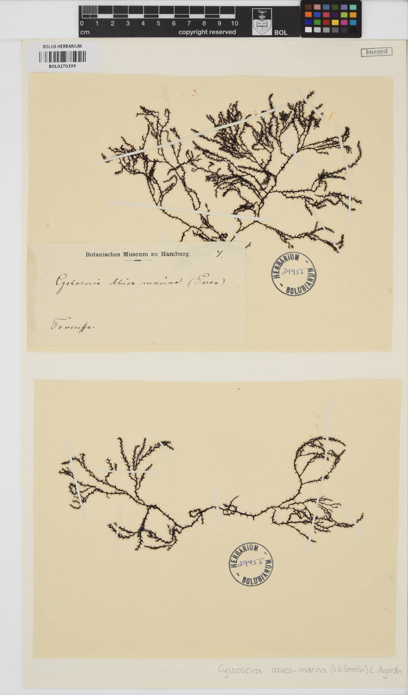 Gongolaria abies-marina image