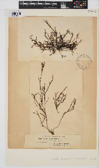 Gongolaria abies-marina image