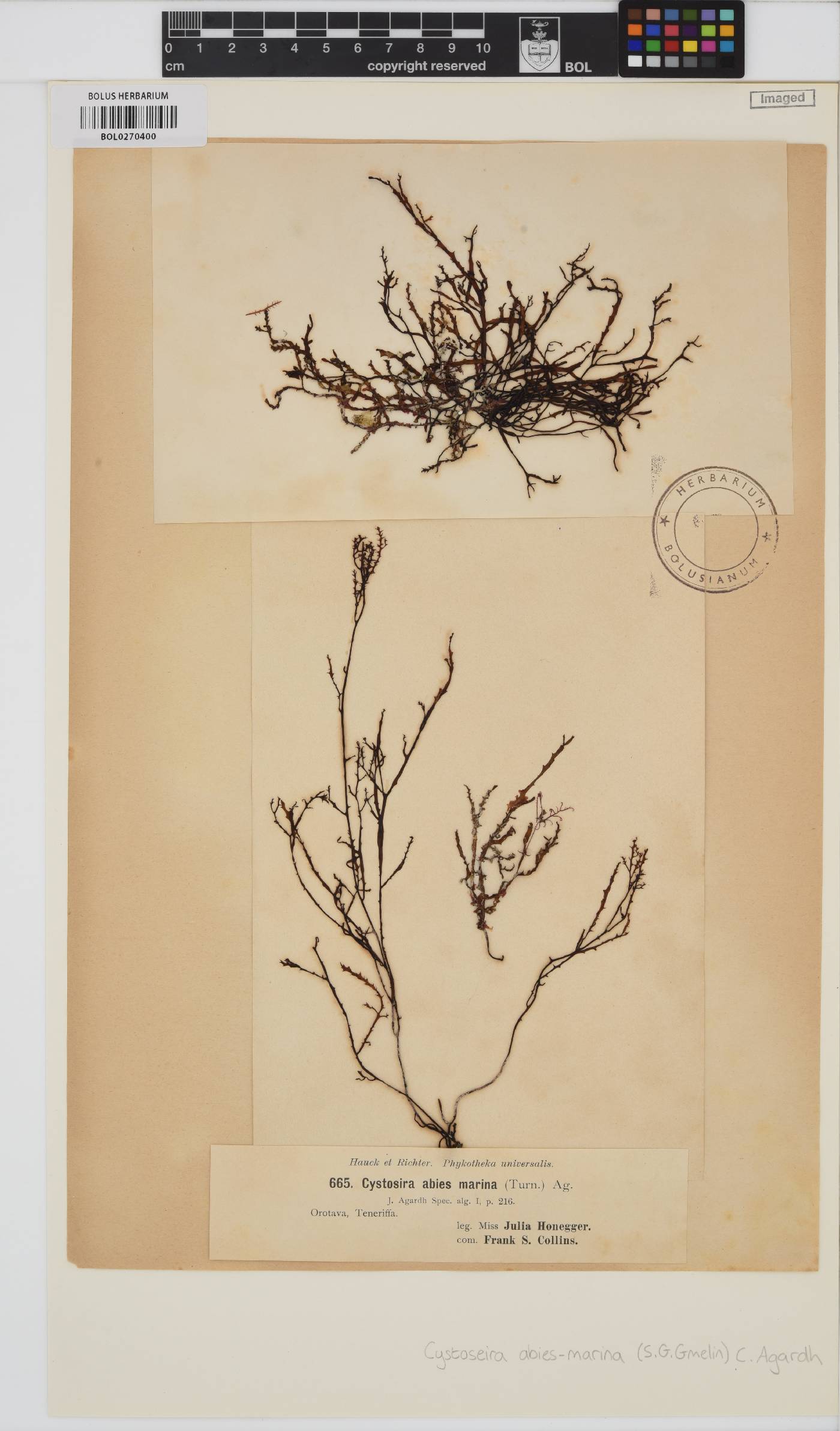 Gongolaria abies-marina image