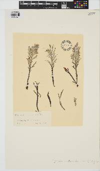 Cystoseira foeniculacea image