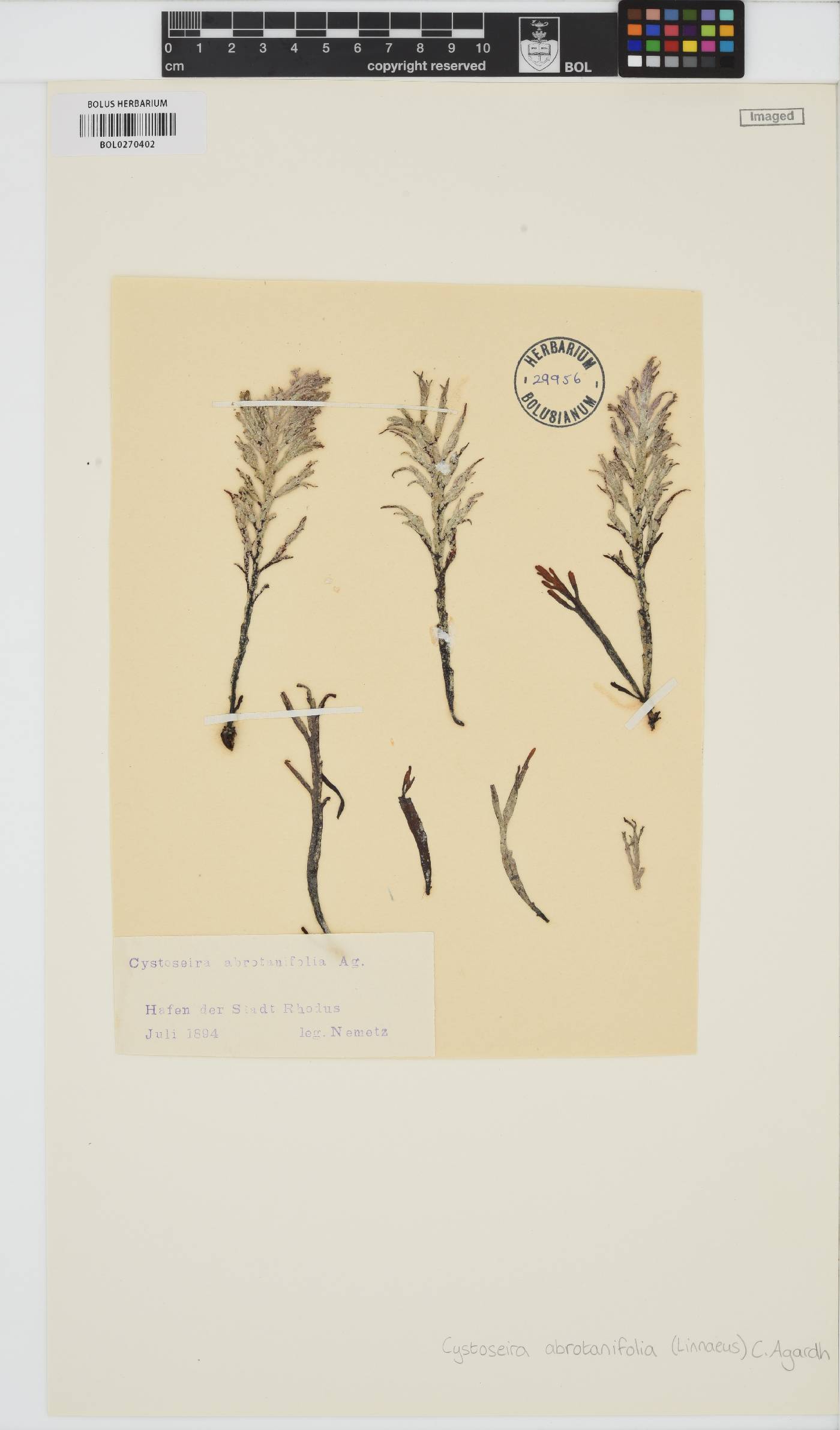 Cystoseira foeniculacea image
