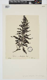 Cystoseira foeniculacea image