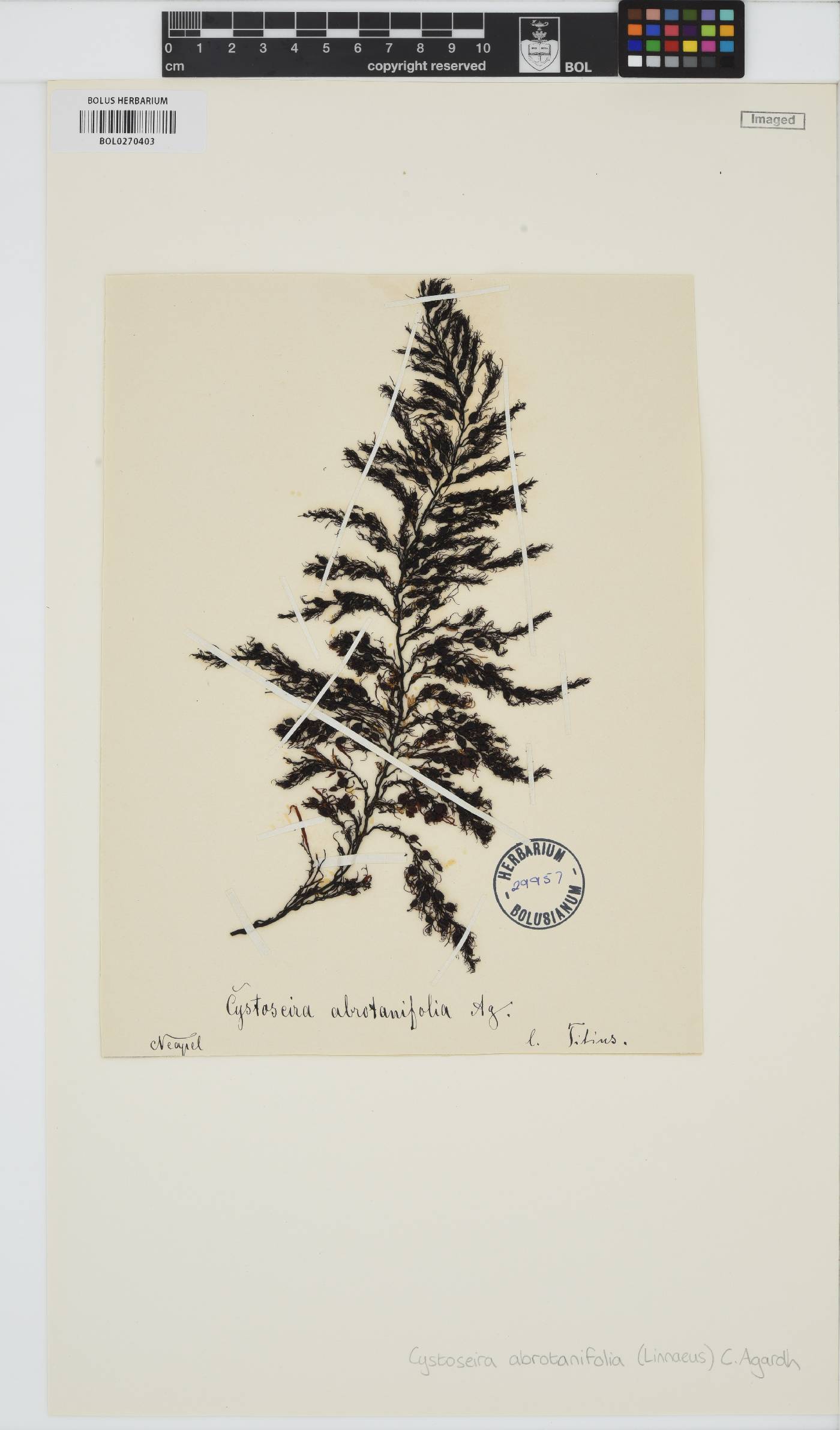 Cystoseira foeniculacea image
