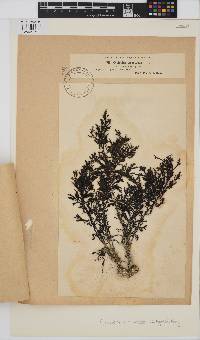 Image of Ericaria amentacea
