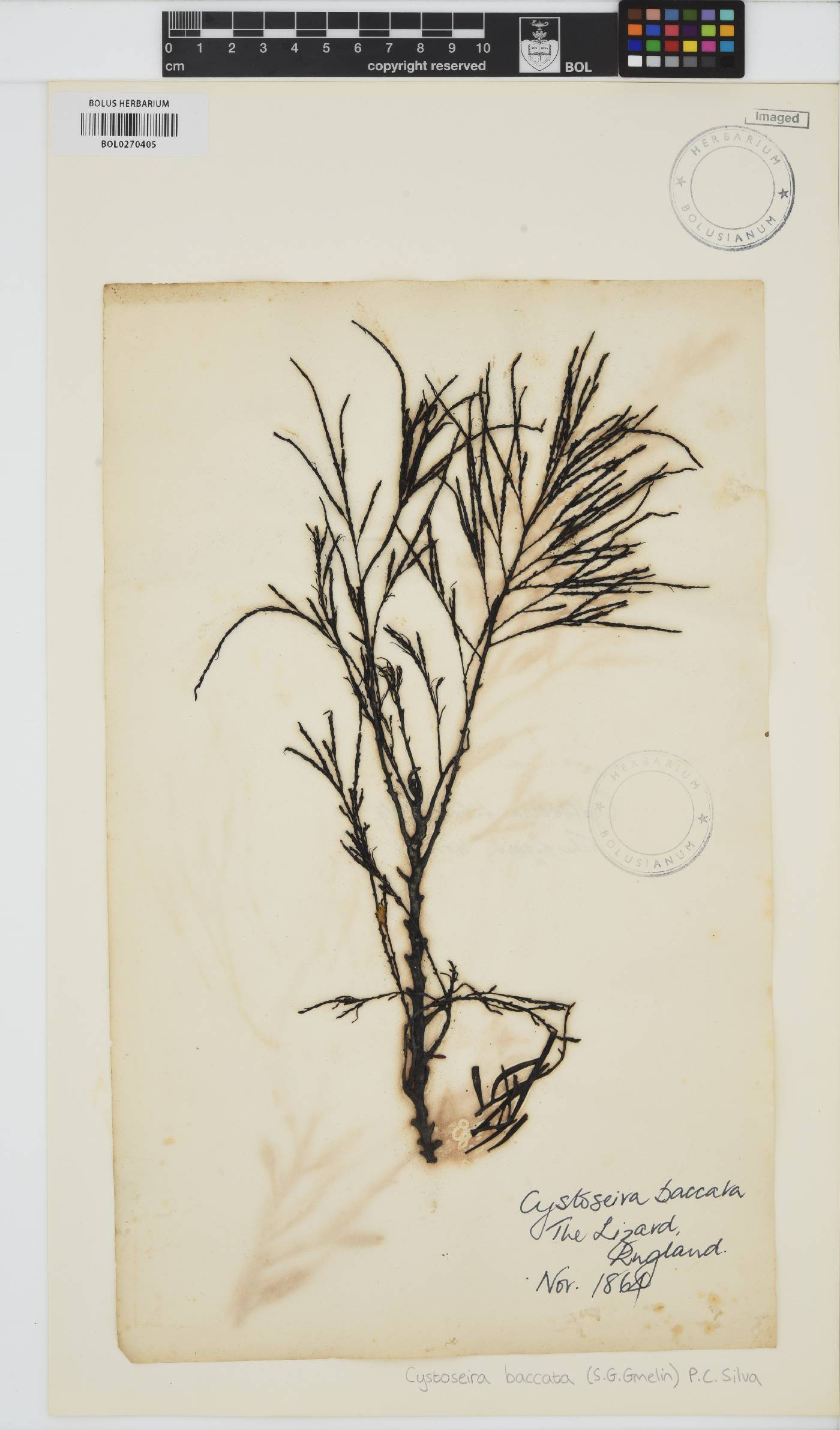 Gongolaria baccata image