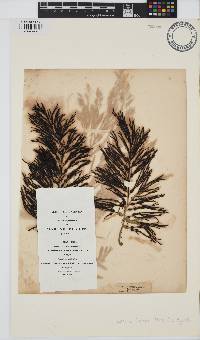 Gongolaria baccata image
