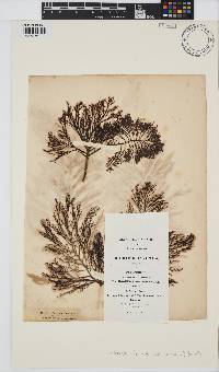 Cystoseira foeniculacea image