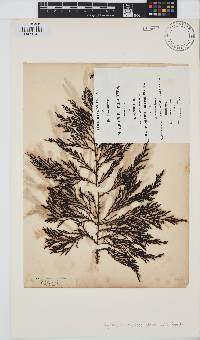 Image of Ericaria selaginoides