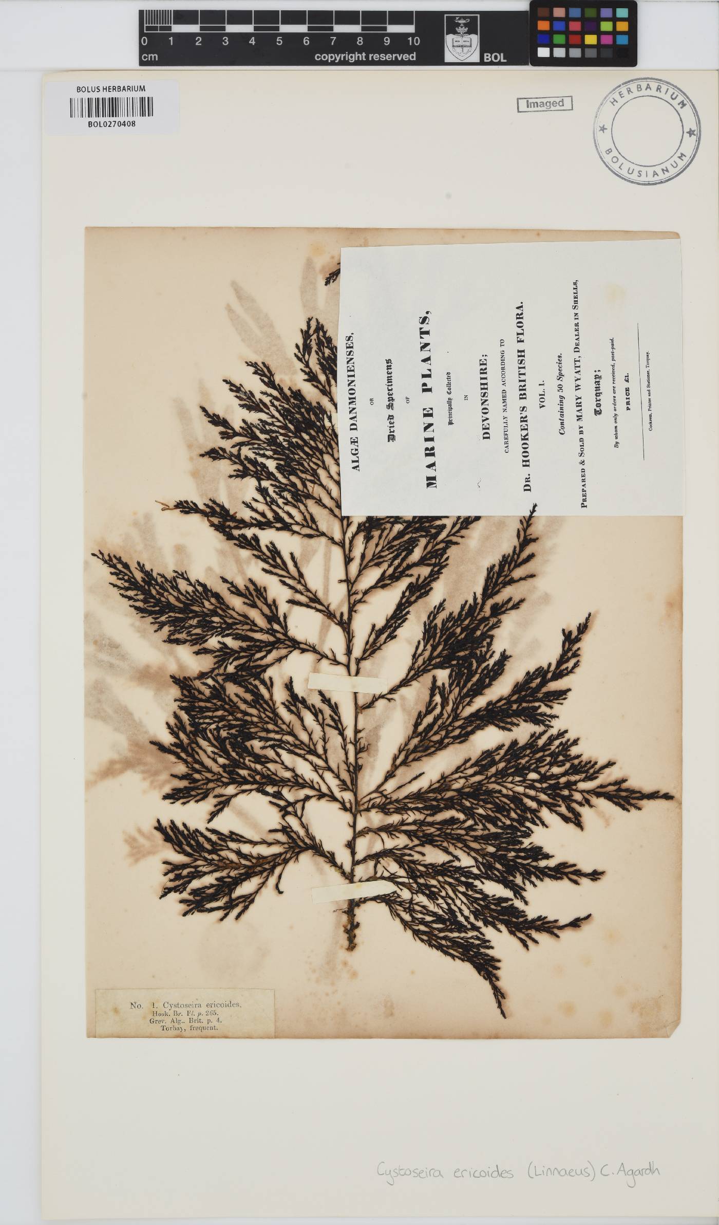 Ericaria selaginoides image