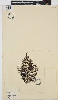 Ericaria selaginoides image