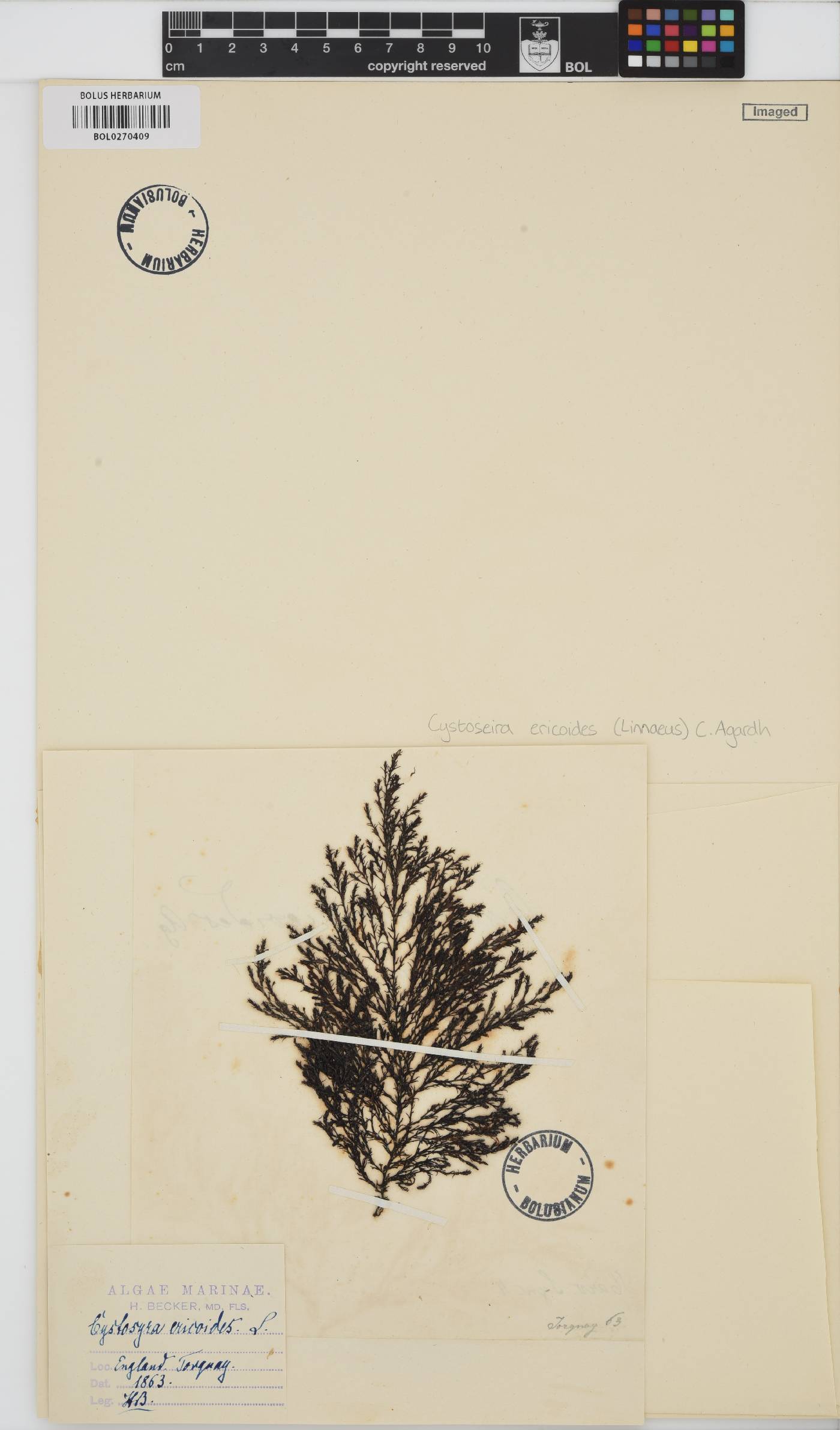 Ericaria image