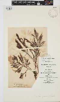 Image of Gongolaria usneoides