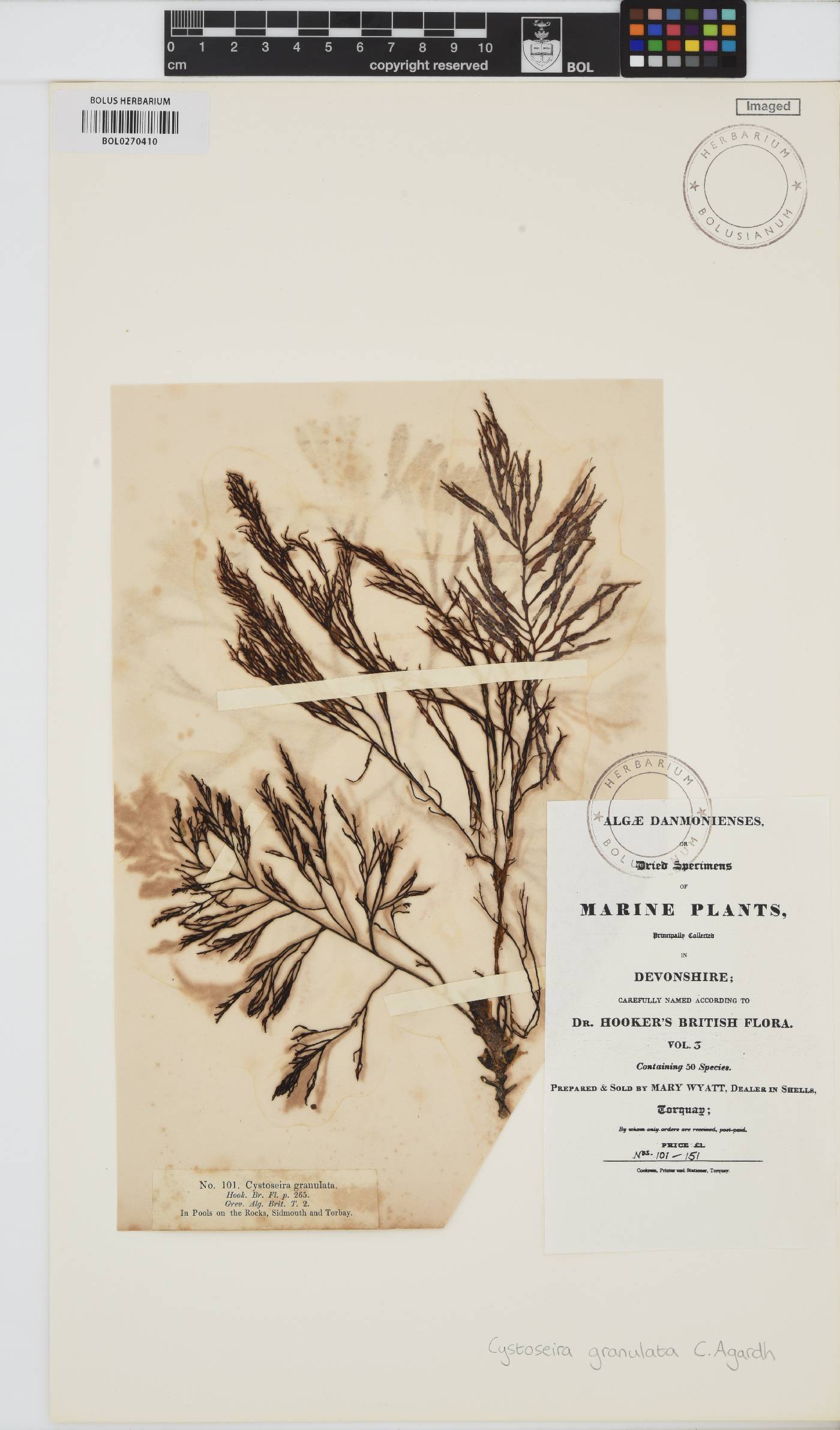 Gongolaria usneoides image