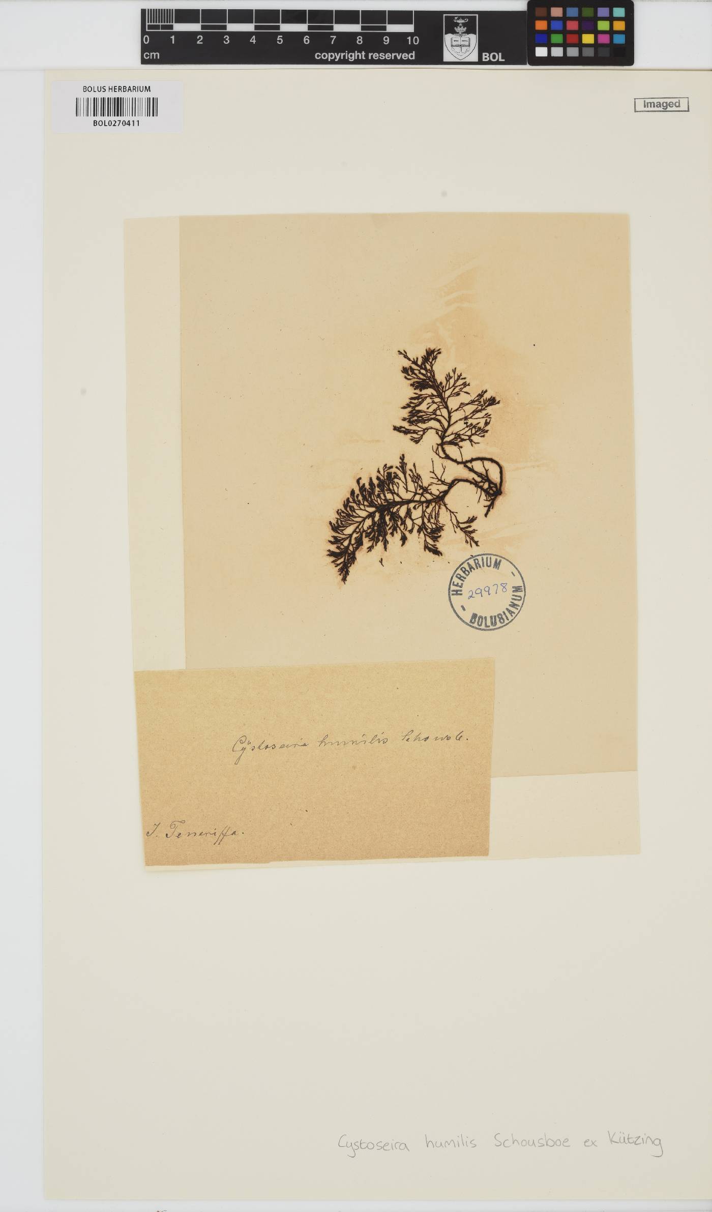 Cystoseira humilis image