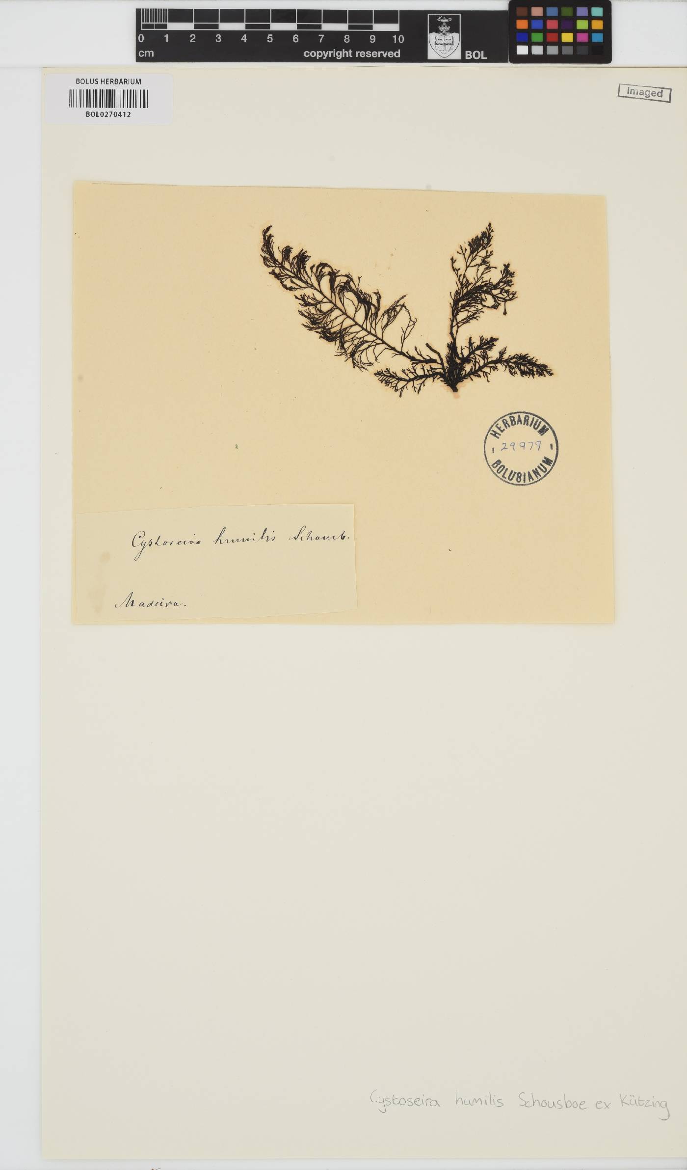 Cystoseira humilis image