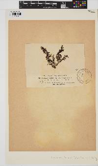 Cystoseira humilis image