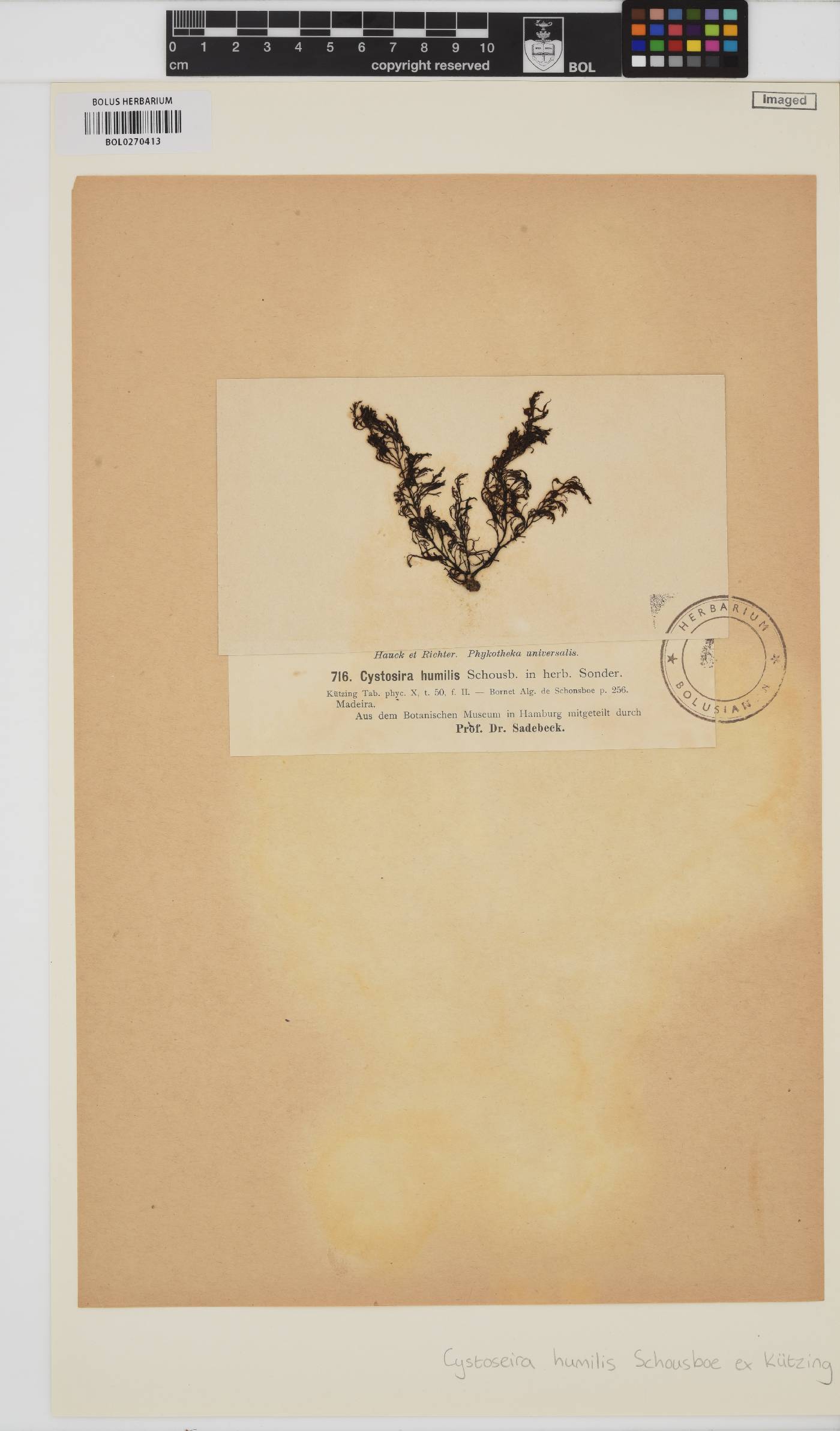 Cystoseira humilis image