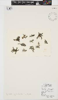Polycladia myrica image