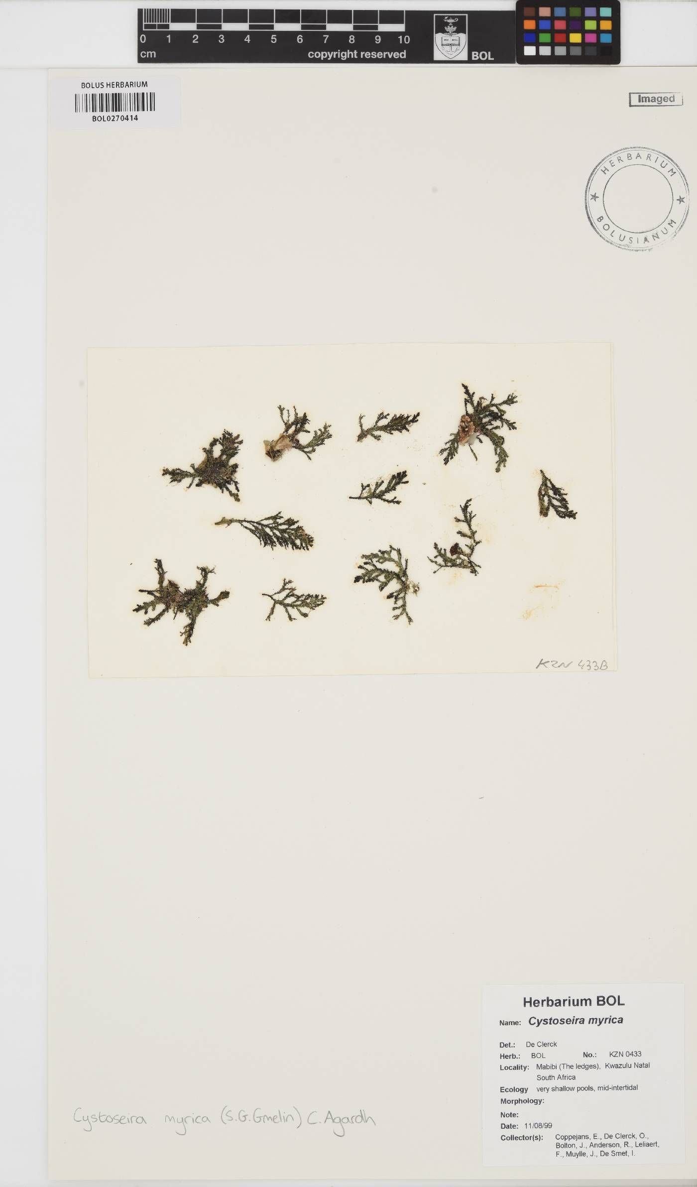 Polycladia myrica image