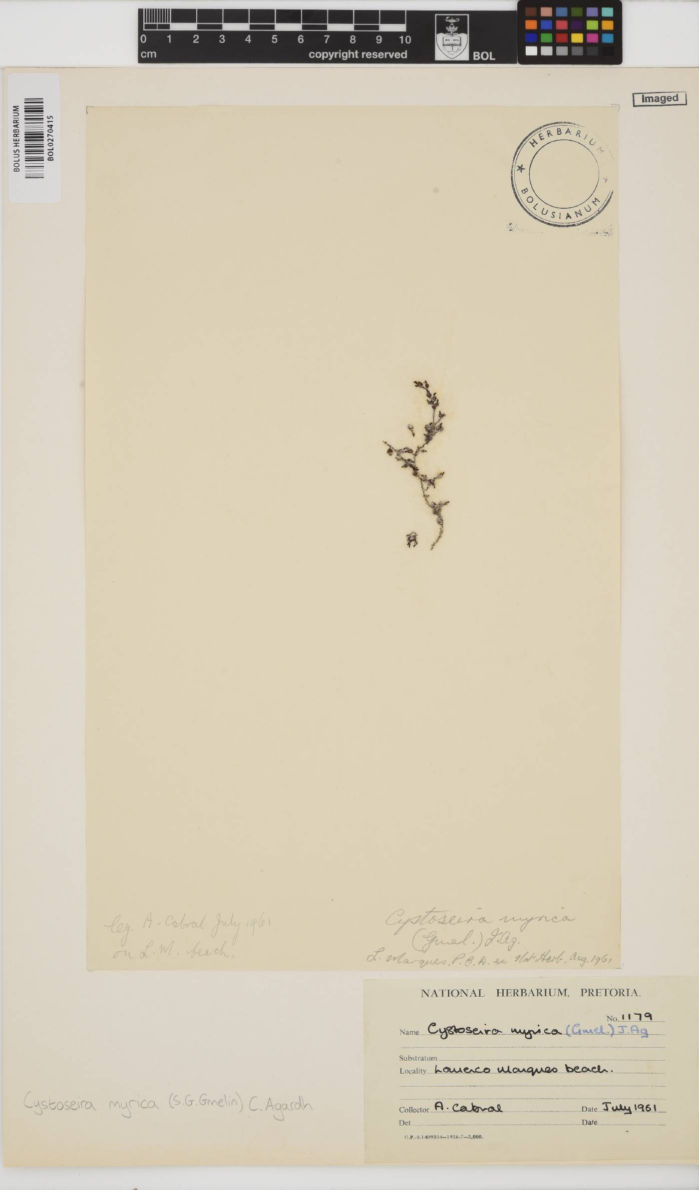 Polycladia myrica image