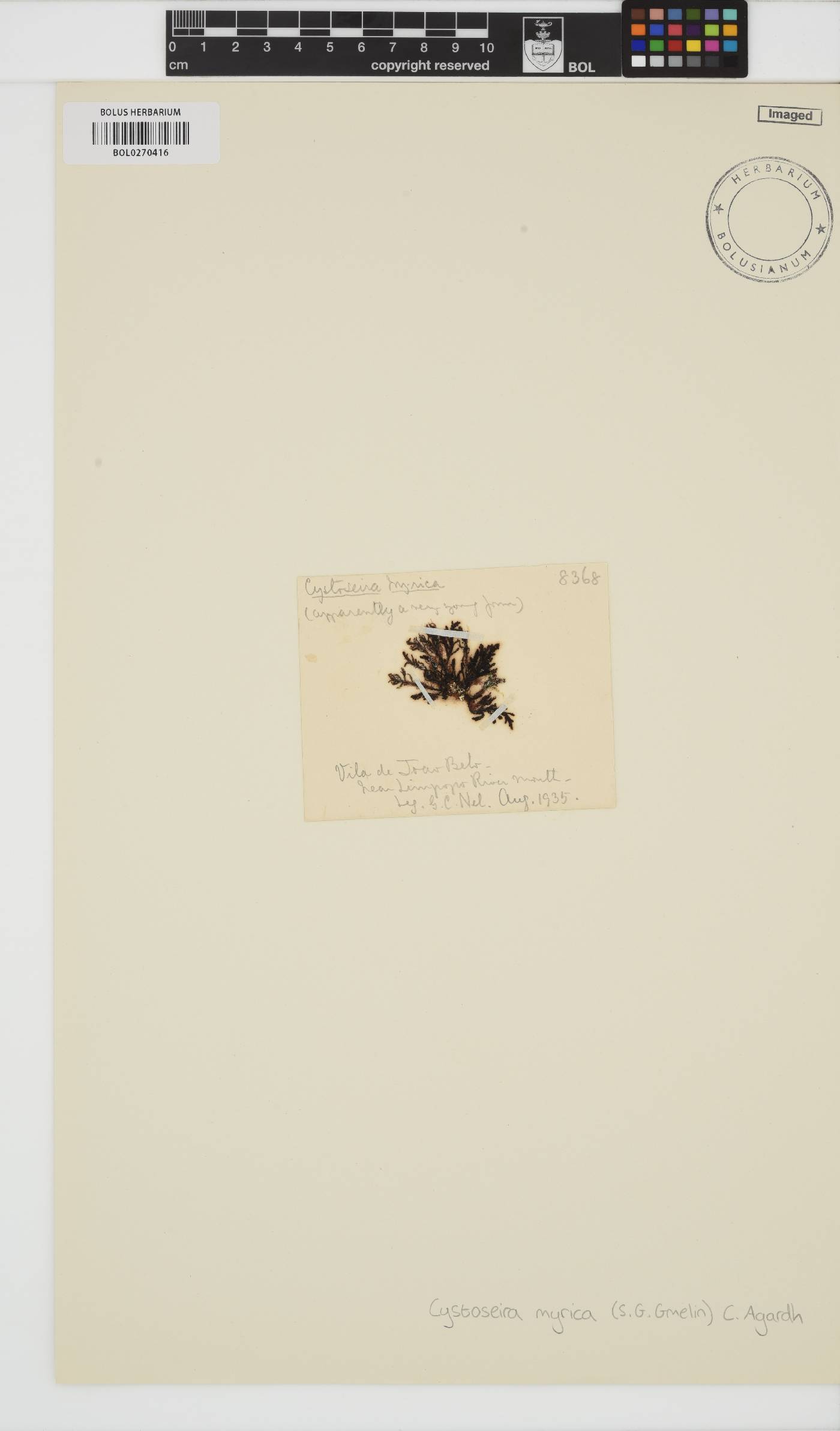 Polycladia myrica image
