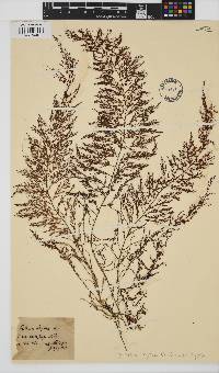 Polycladia myrica image