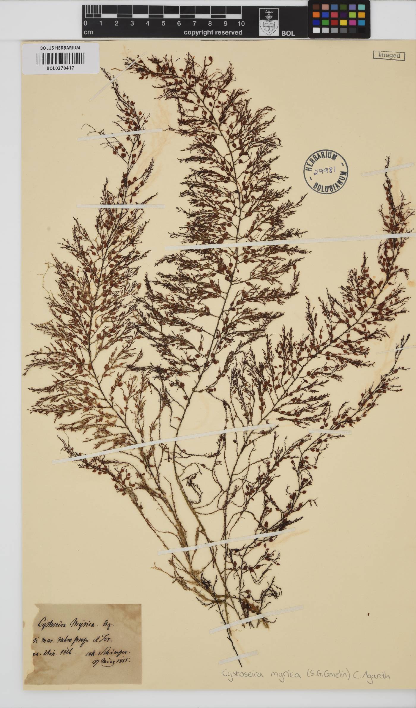 Polycladia myrica image