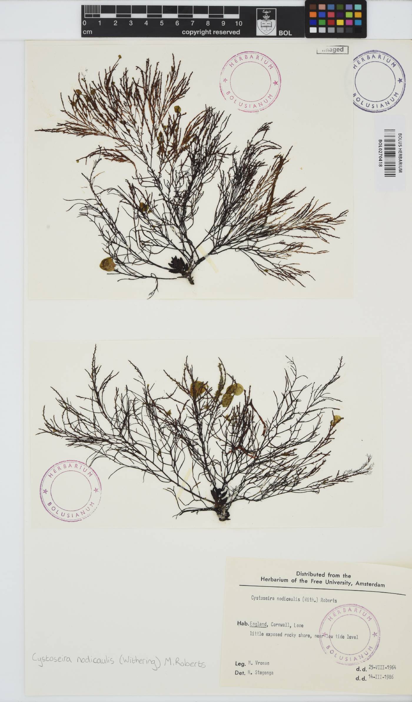 Gongolaria nodicaulis image