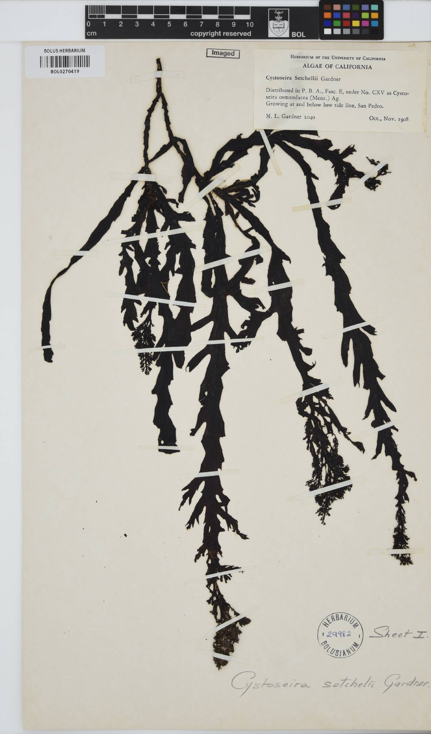 Stephanocystis setchellii image