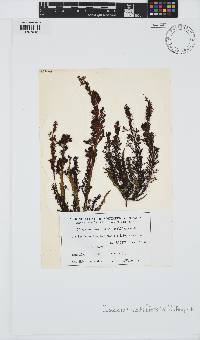 Sirophysalis trinodis image