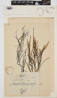 Desmarestia aculeata image