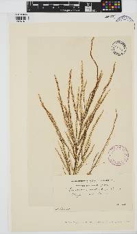 Desmarestia aculeata image