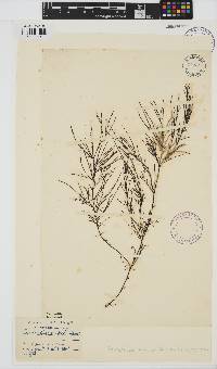 Desmarestia aculeata image