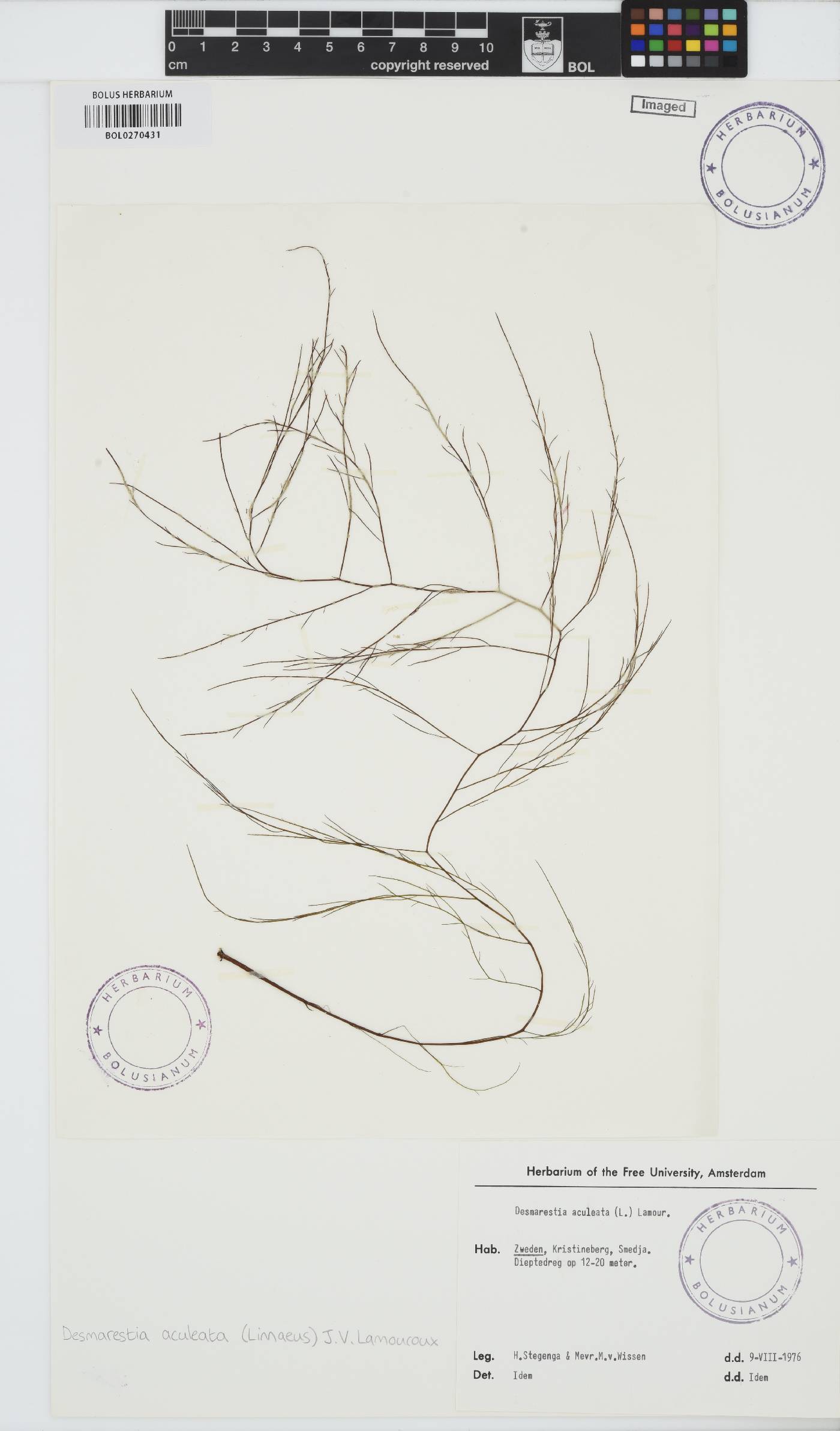 Desmarestia aculeata image