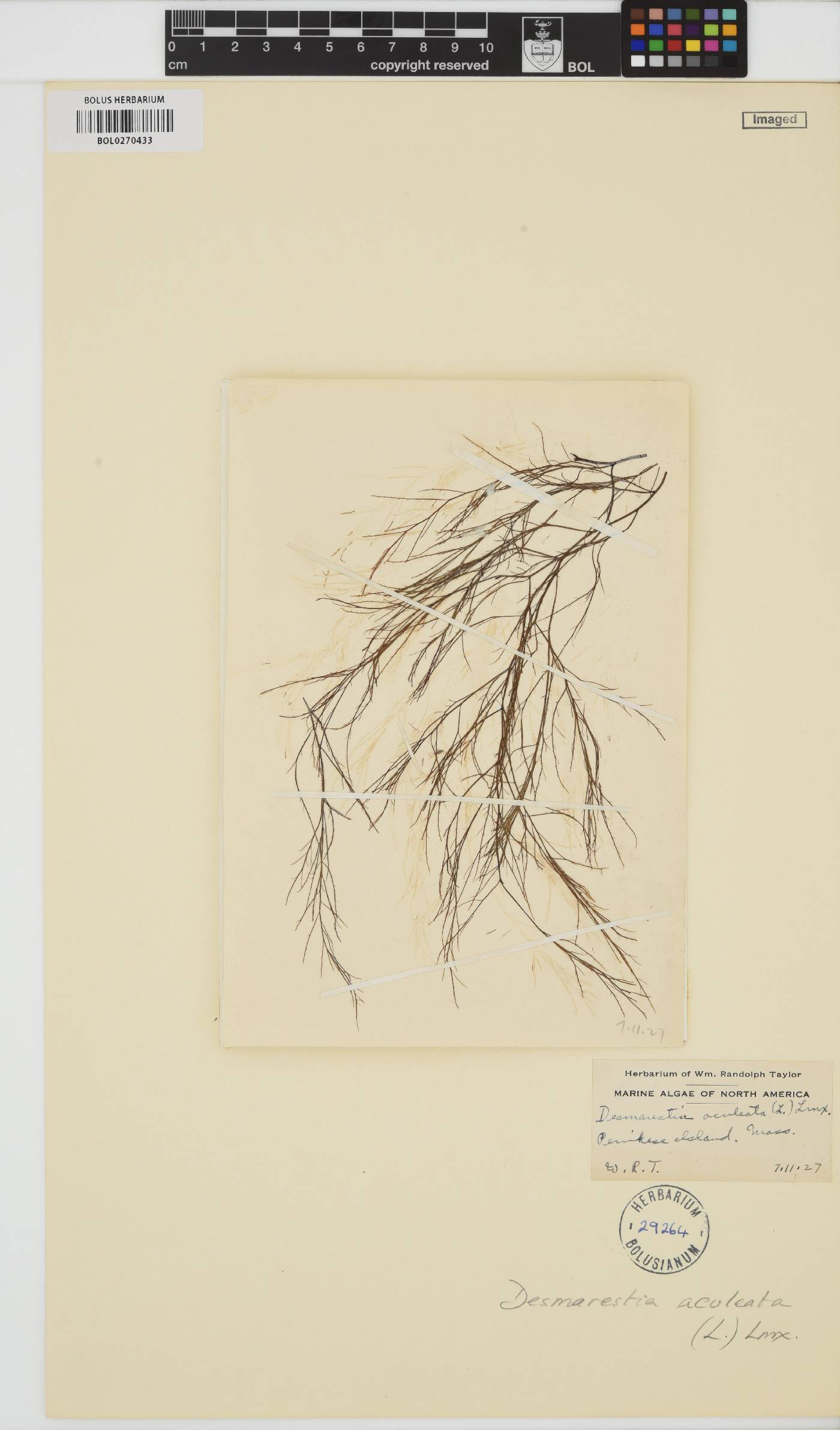 Desmarestia aculeata image