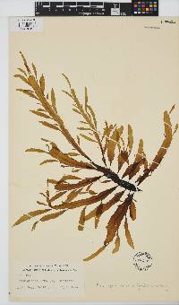 Desmarestia herbacea image